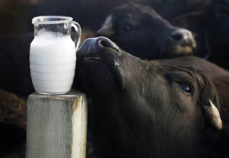 Buffalo Milk – MISI Farms